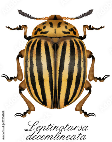 Colorado Potato Beetle, leptinotarsa decemlineata photo