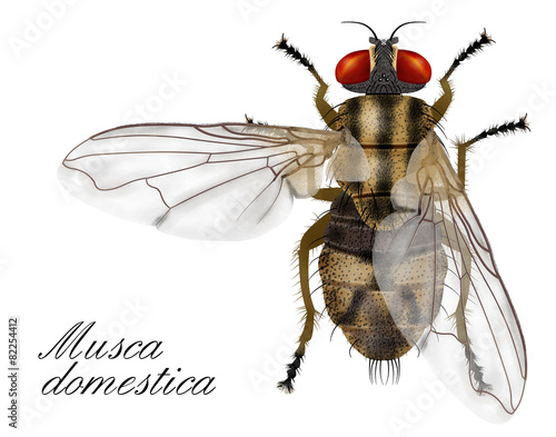 musca domestica, fly
