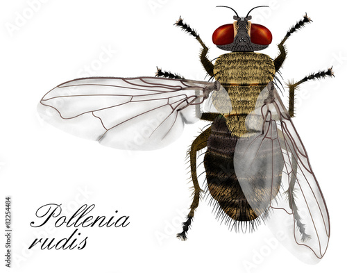 pollenia rudis, fly photo