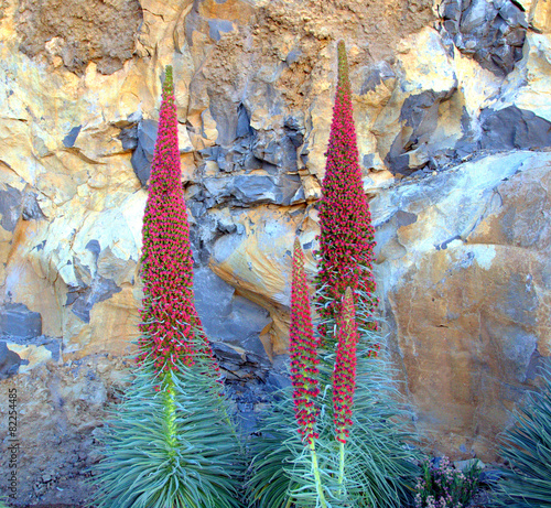 Tahinastes ( Echium wildpretii). photo