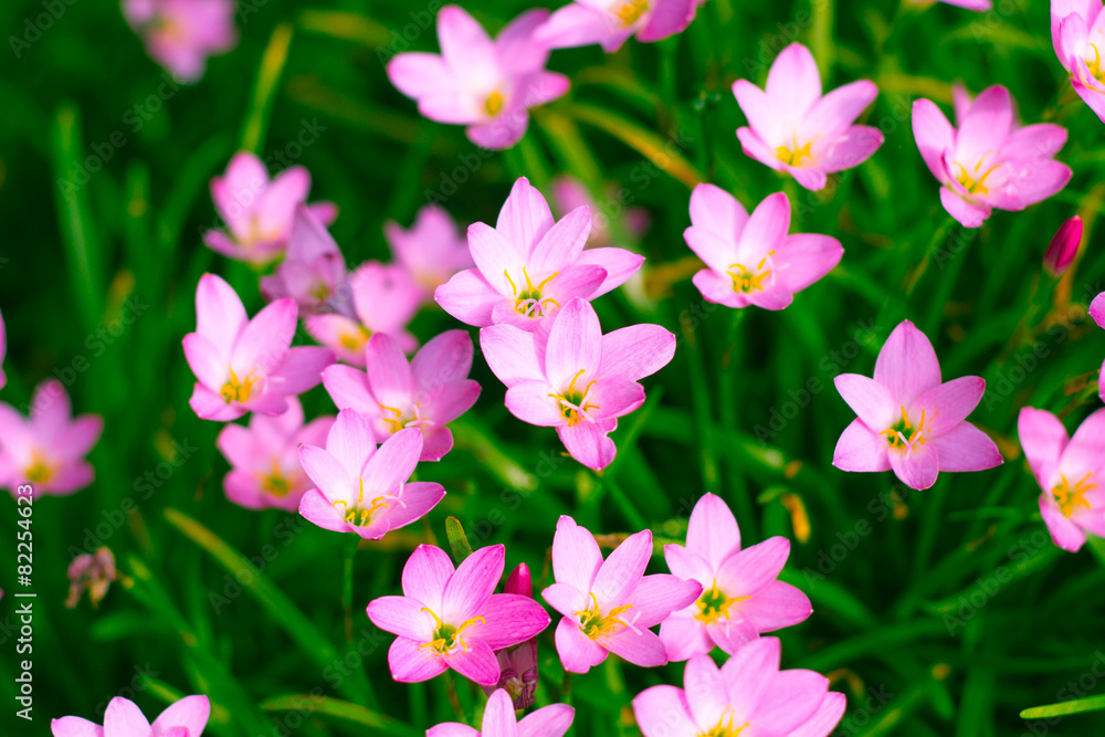 Naklejka premium Pink Fairy Lily in the garden