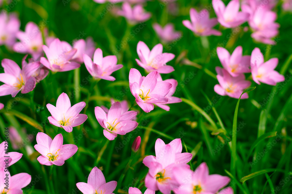 Beautiful Rain Lily in the garden