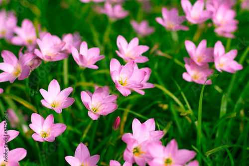 Fototapeta Naklejka Na Ścianę i Meble -  Beautiful Rain Lily in the garden