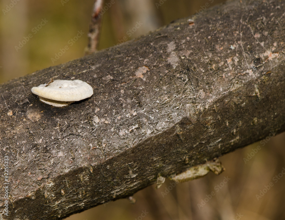 Close-up of a Polyporus squamosus mushrooms growing on a tree