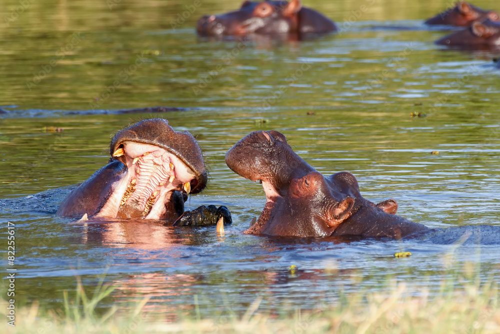 Fototapeta premium Two fighting young male hippopotamus Hippopotamus