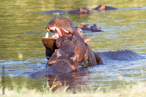 Two fighting young male hippopotamus Hippopotamus