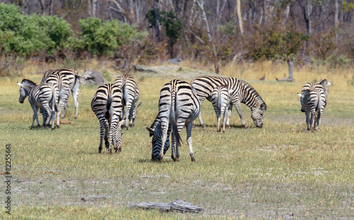 Zebras in african bush