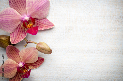 Pink orchid flower.