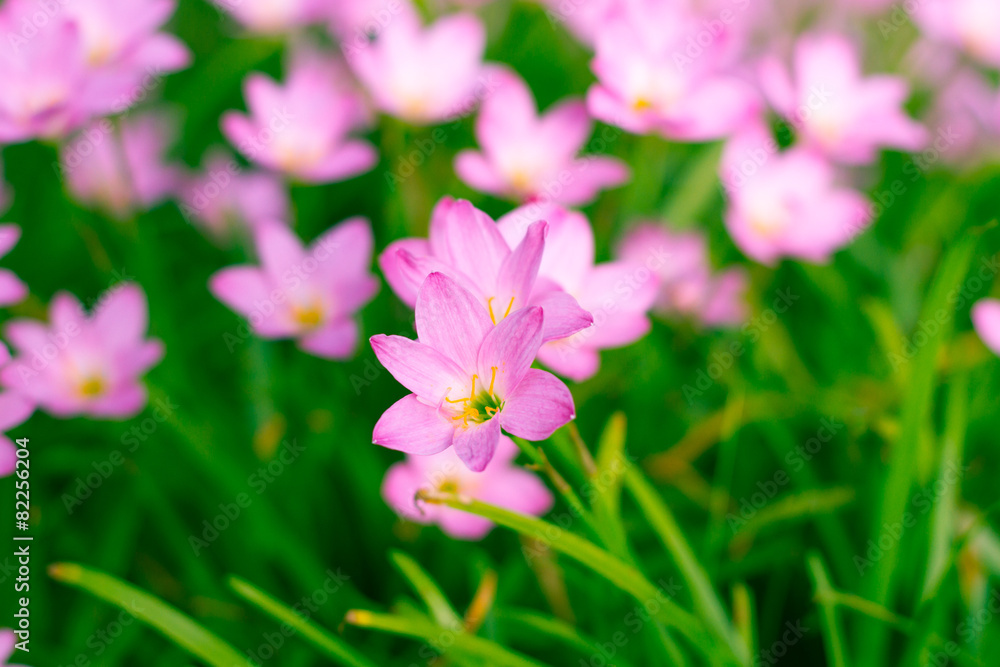 Zephyranthes Lily, Rain Lily, Fairy Lily, Little Witches Zephyranthes Lily, Rain Lily, Fairy Lily, Little Witches