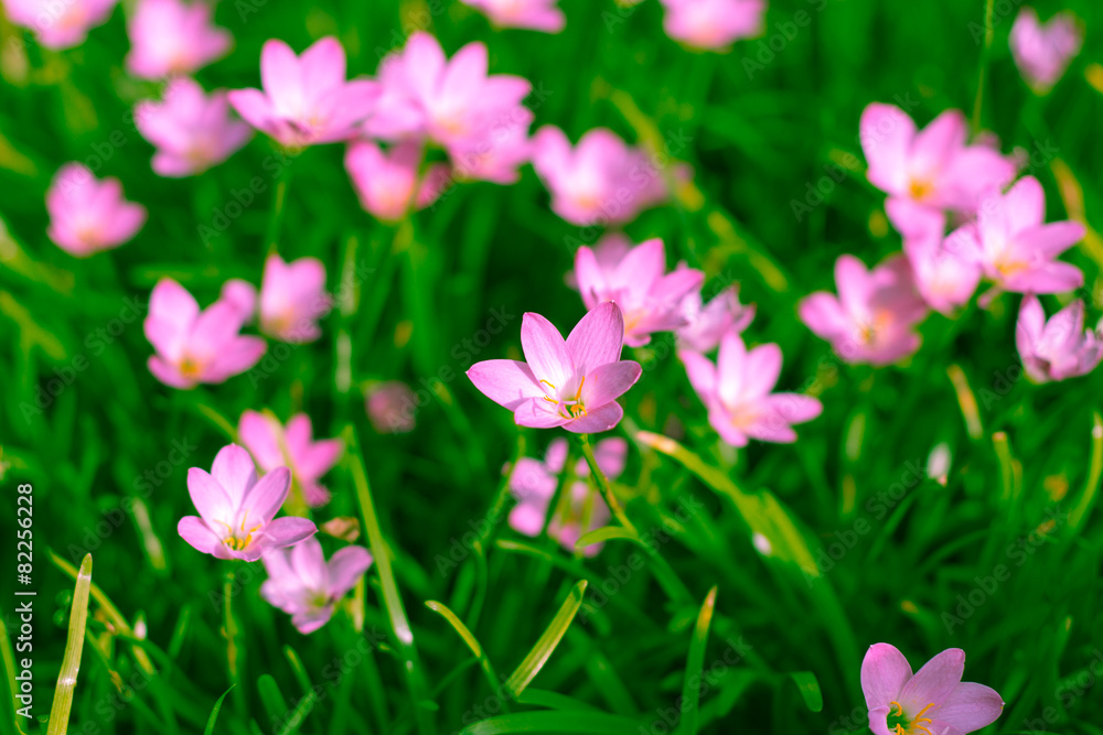 Zephyranthes Lily, Rain Lily, Fairy Lily, Little Witches Zephyranthes Lily, Rain Lily, Fairy Lily, Little Witches