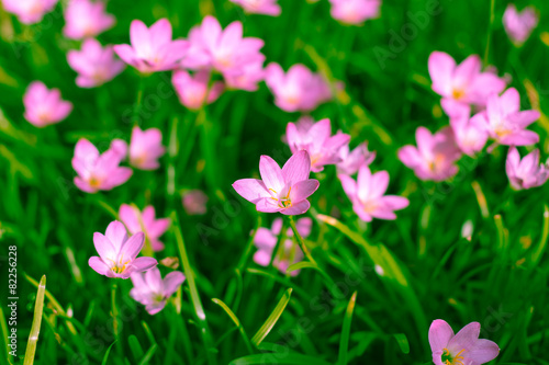 Zephyranthes Lily, Rain Lily, Fairy Lily, Little Witches © pixy_nook