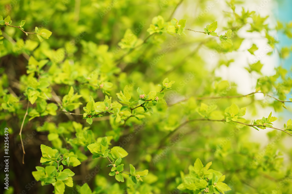 spring, green, bright branch with fresh green leaves spring, green, bright branch with fresh green leaves