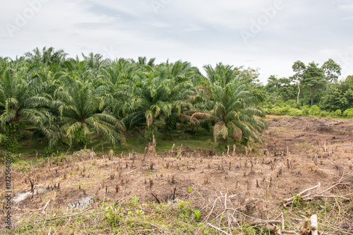 Palmölplantage zerstört Regenwald