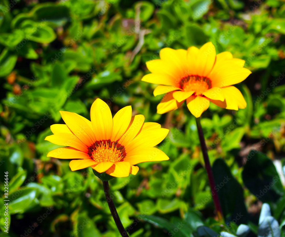 Summer and fresh yellow flowers Summer and fresh yellow flowers