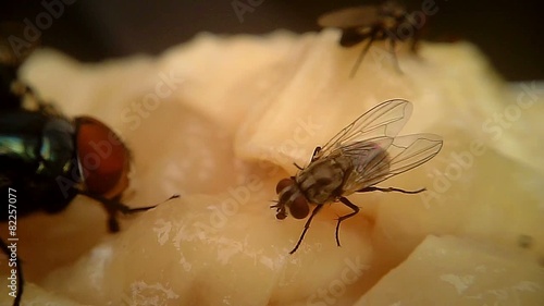 Flies on Meat Macro 04 photo