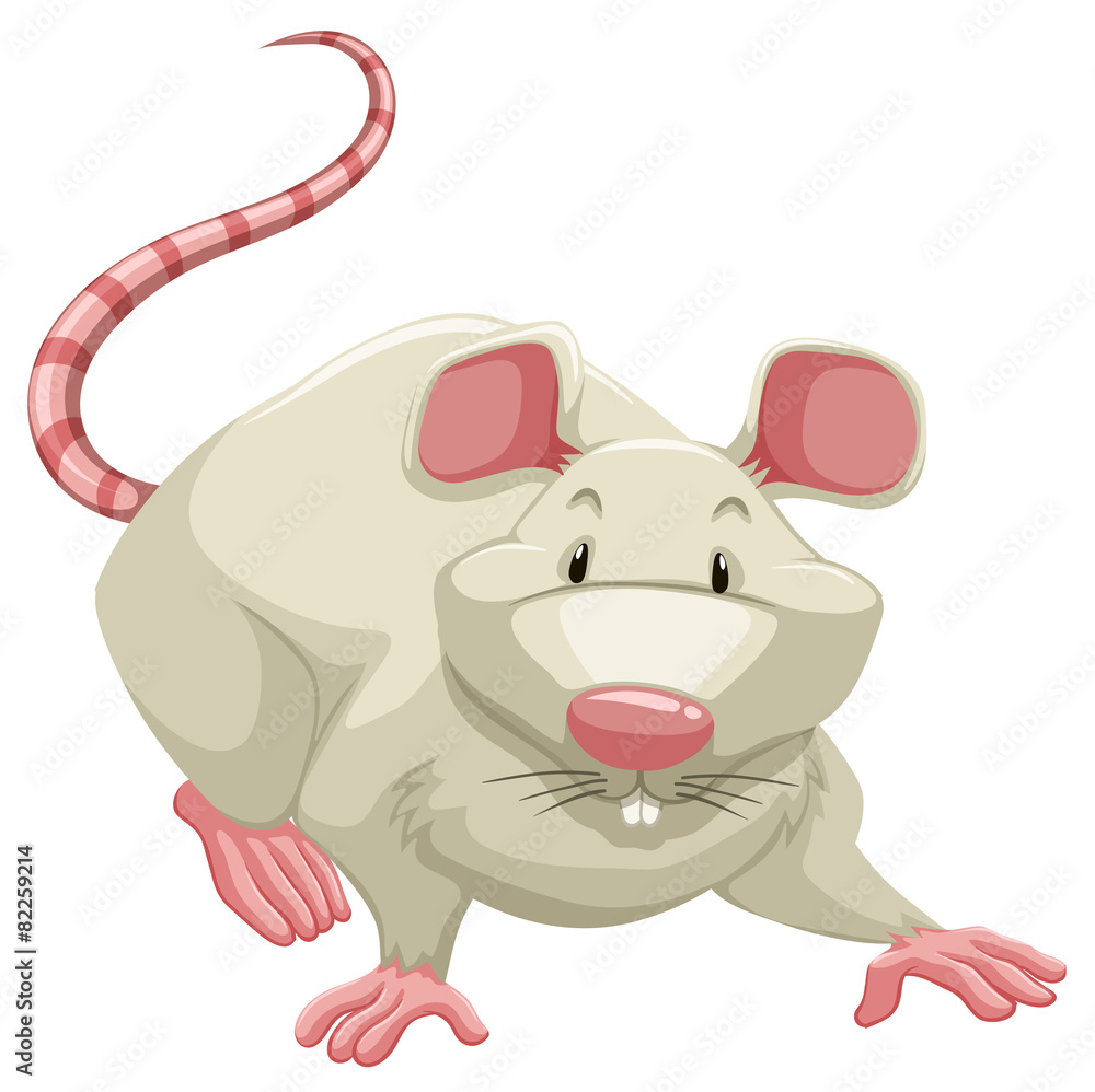 Naklejka premium White rat