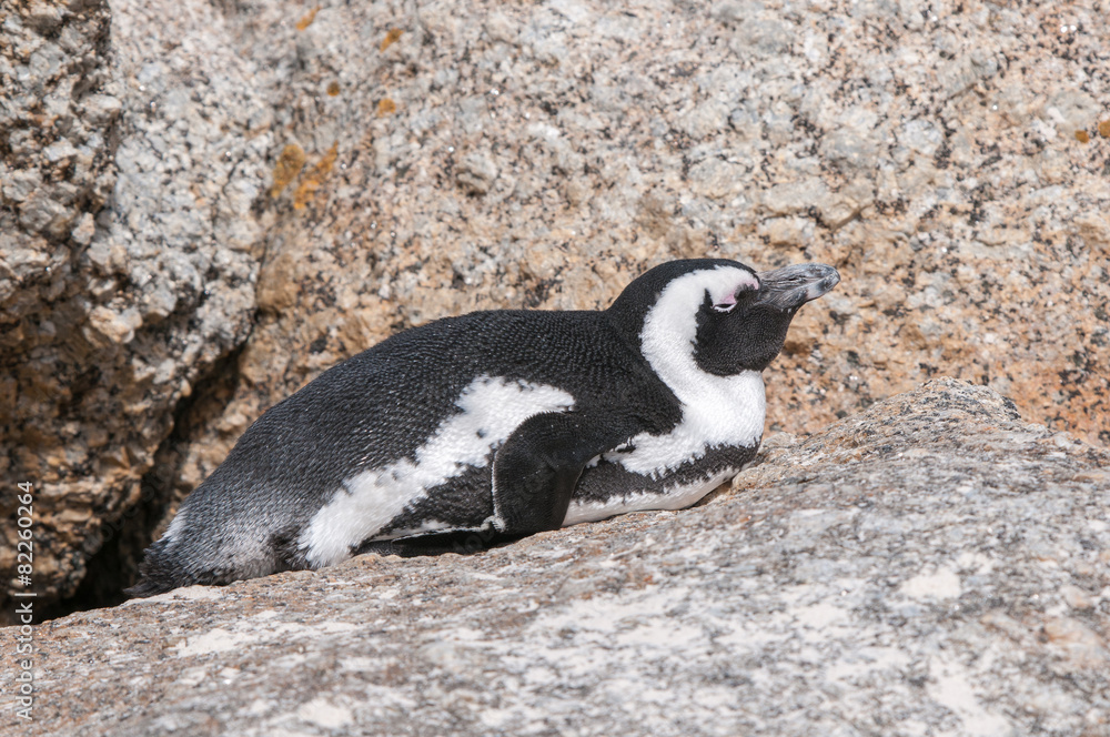 Obraz premium African Penguins