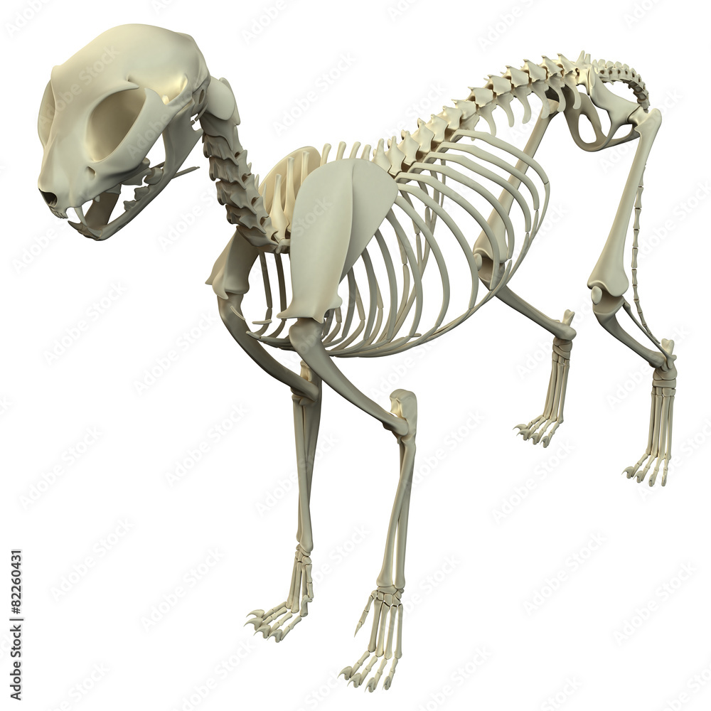 Cat Skeleton Anatomy Anatomy of a Cat Skeleton Stock Illustration