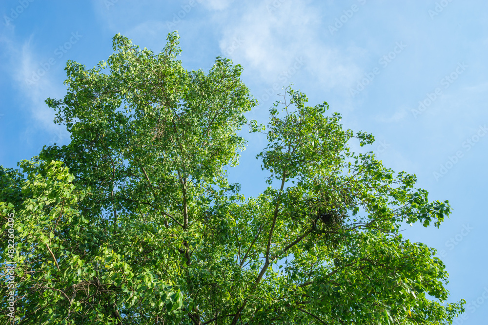 Fototapeta premium Green branches in a tropical wood