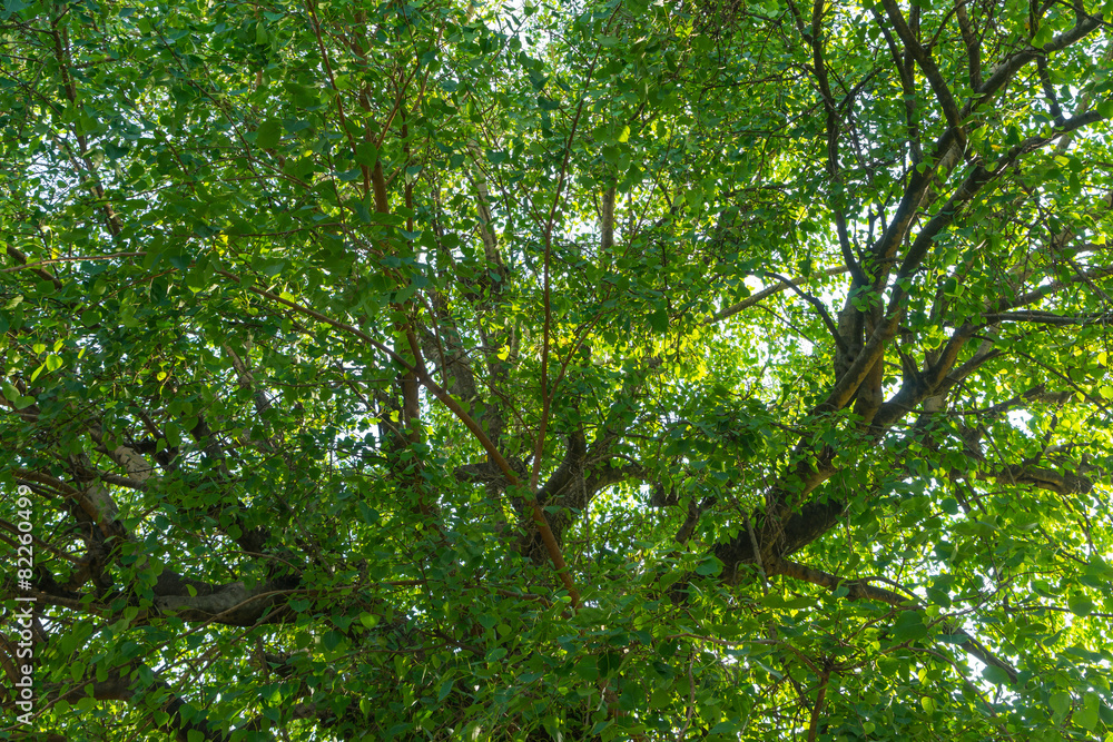 Green branches in a tropical wood Green branches in a tropical wood