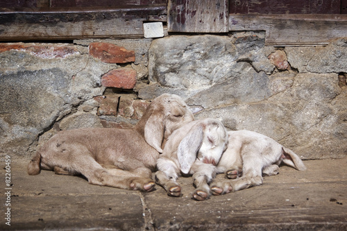 Two small goats are sleeping on the street in Kathmandu, Nepal
