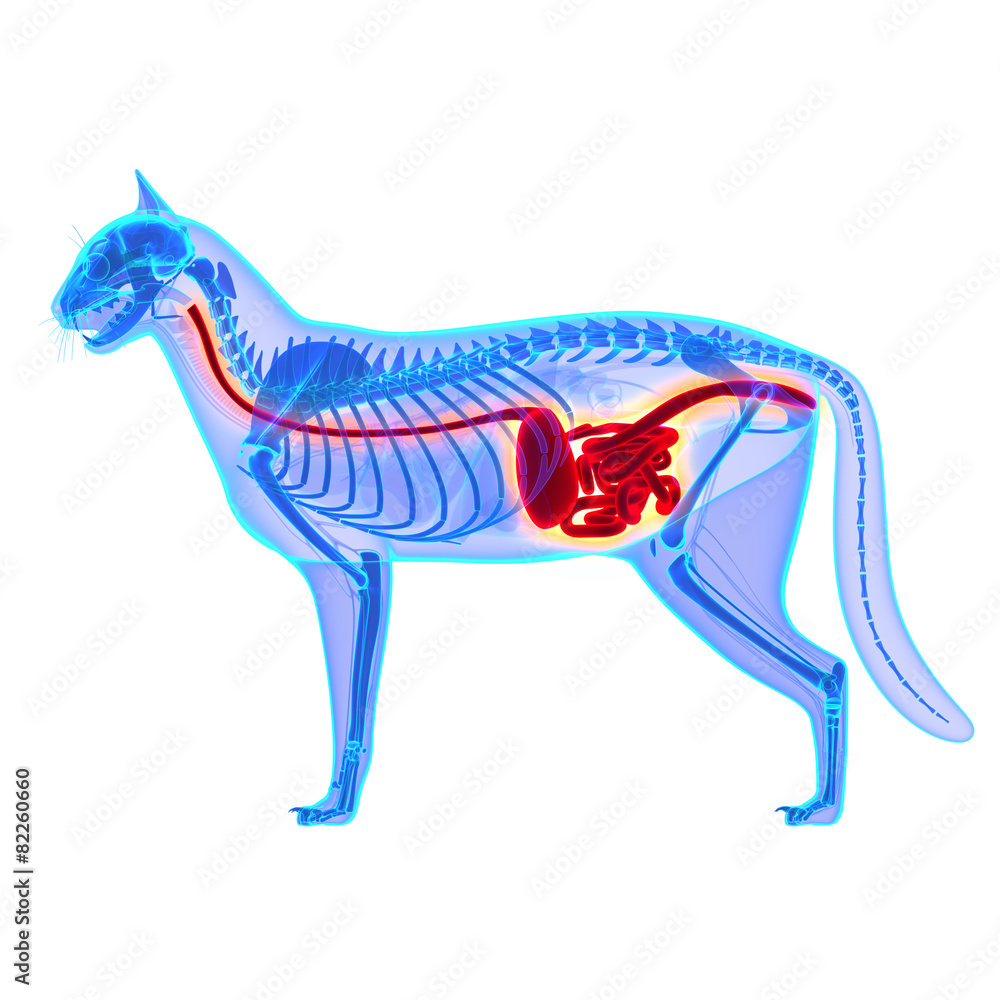 Cat Digestive System Felis Catus Anatomy isolated on white Stock
