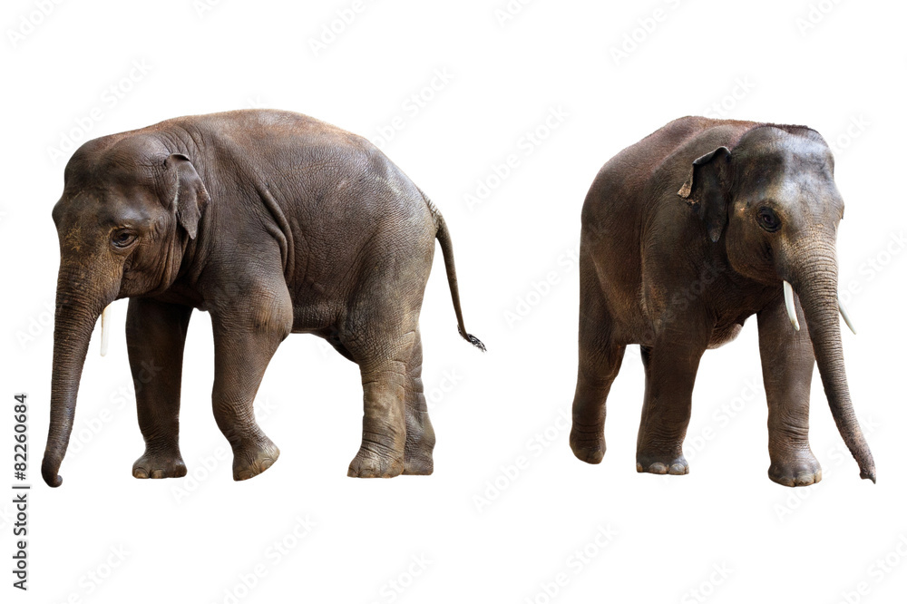 Obraz premium two elephants isolated with clipping path
