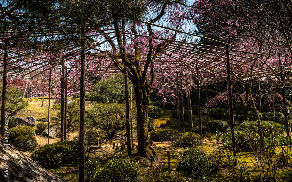 Obraz premium ogród