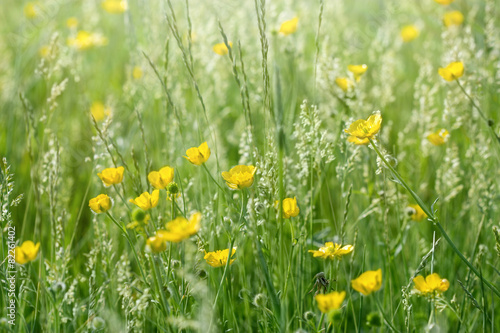 Meadow flowers in grass - buttercup (springtime)
