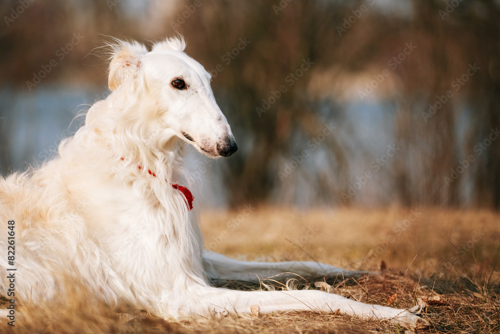 Dog Russian Borzoi Wolfhound Head , Outdoors Spring Autumn Time Dog Russian Borzoi Wolfhound Head , Outdoors Spring Autumn Time