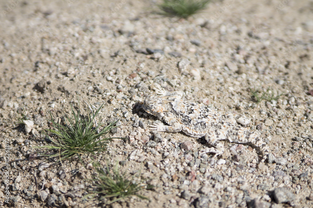 Horned Toed Lizard in Desert Horned Toed Lizard in Desert