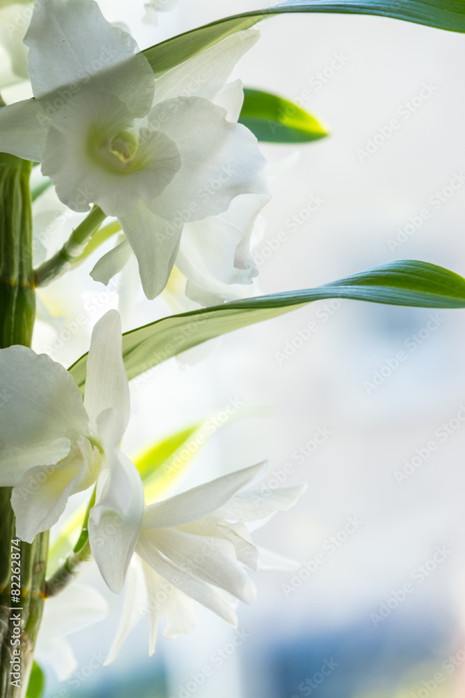 Fototapeta premium Orchidee