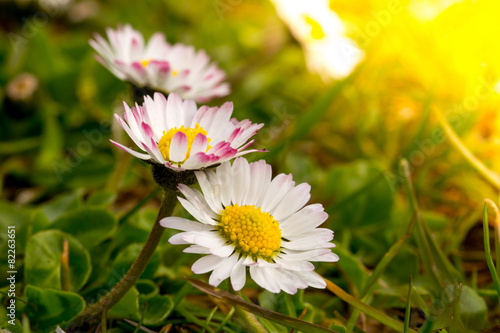 common white daisy