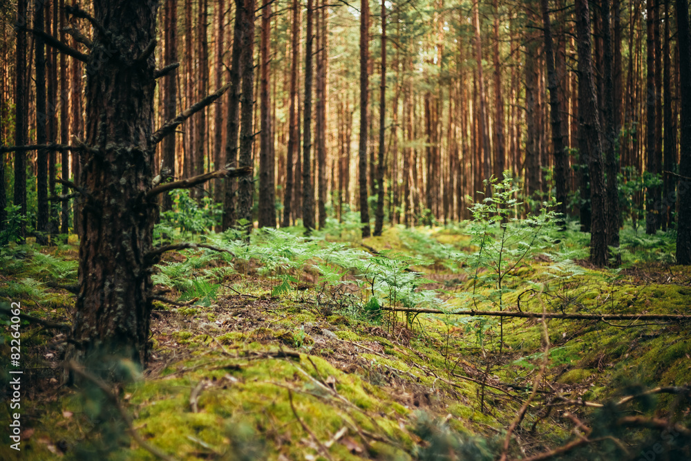 Old World War Trenches In Forest Since Second World War, Belarus