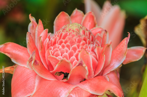 Etlingera Elatior or Red Torch Ginger photo