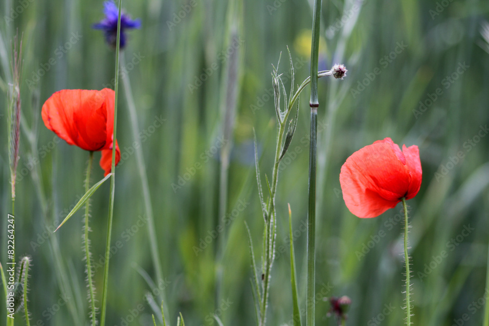 Obraz premium Mohnblumenfeld