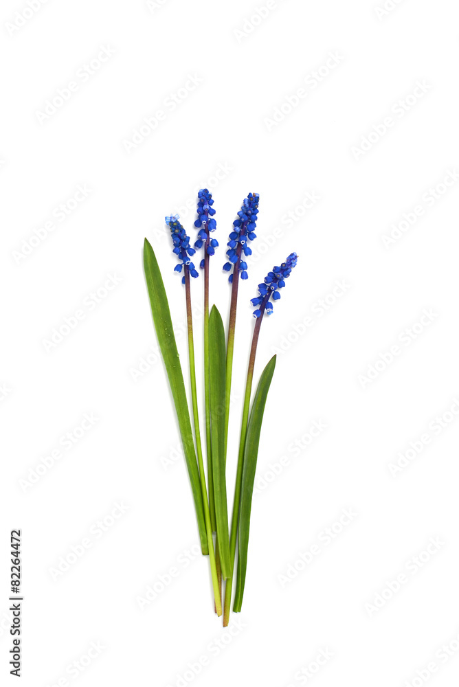 Fototapeta premium First blue springs flowers Muscari isolated on white background