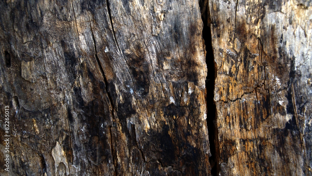 Texture of wood Texture of wood
