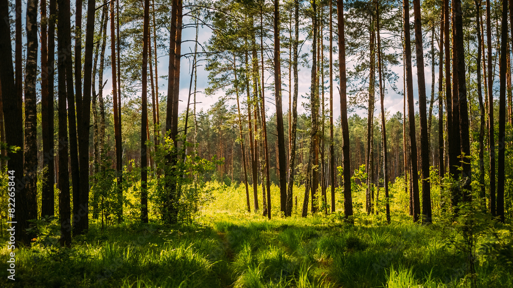 Obraz premium Sunlight In Green Coniferous Forest, Summer
