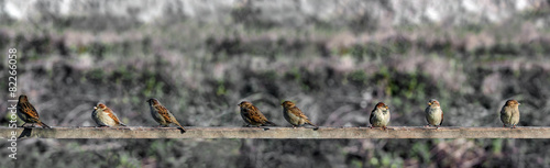 Sparrows in line