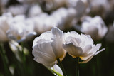 White  Flowers Tulip In Spring Garden