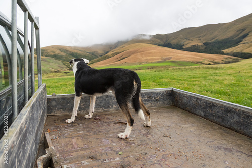 Sheepdog at the back of a pickup truck in the rain