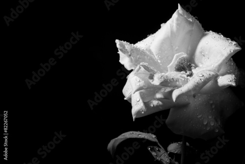 rosa a preto e branco #82267052