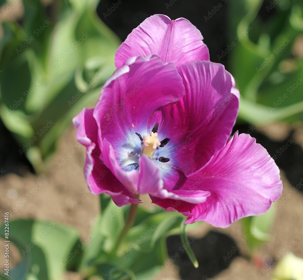 Fototapeta premium Цветок тюльпана крупным планом