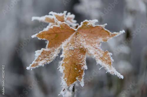 Maple leaf in the snow