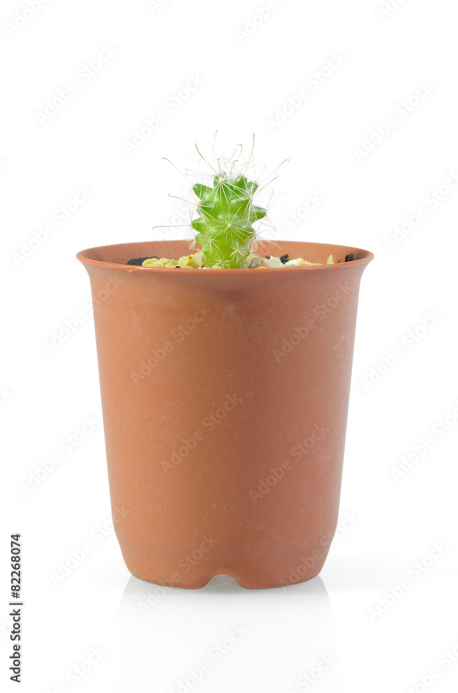 cactus cactus