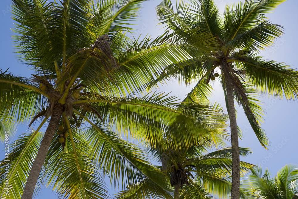 Coconut Palm Trees Standing in Blue Sky