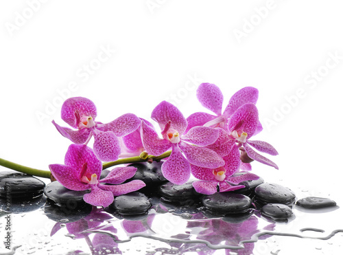 Lying down branch pink orchid with stones reflection