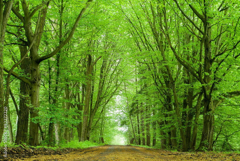 Obraz premium drzewa