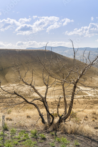 Dried leafless tree at Painted Hills